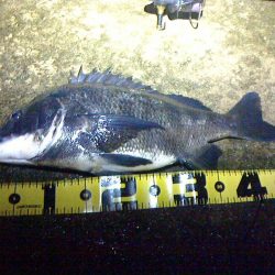 シーバスよりチヌの方が活性が高めか?