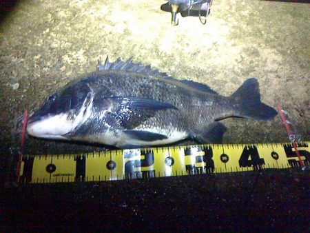 シーバスよりチヌの方が活性が高めか?