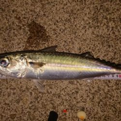 アジングからのサバゲー。