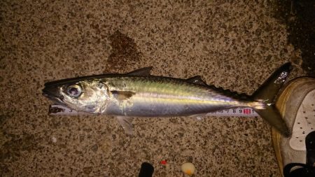 アジングからのサバゲー。