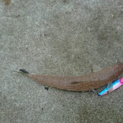 梅雨前線停滞あいにくの雨、花火も上がり夏来る