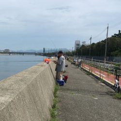 武庫川尻のサヨリ釣り開幕