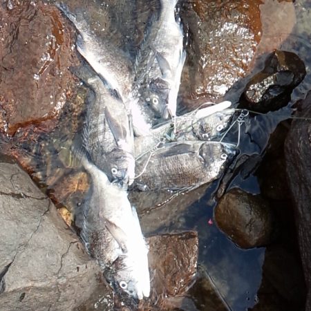 チヌ　トップ好調