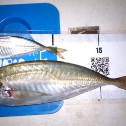 アジングでアジをやっと釣る事が出来ました。