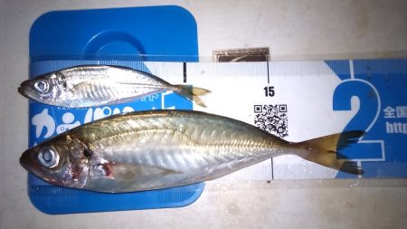 アジングでアジをやっと釣る事が出来ました。