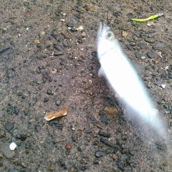 浜名湖 ライトゲーム