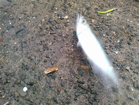 浜名湖 ライトゲーム