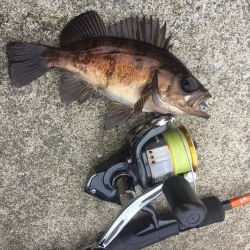 ショッコ、アイナメ、サバ、メバル爆釣day