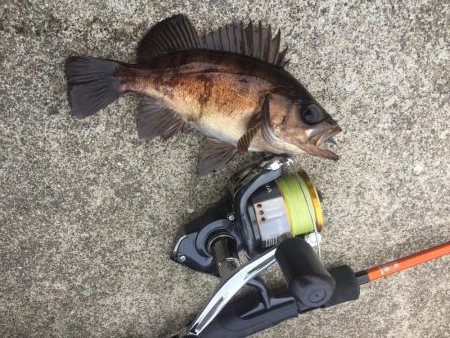 ショッコ、アイナメ、サバ、メバル爆釣day