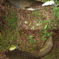 梅雨の合間に開拓