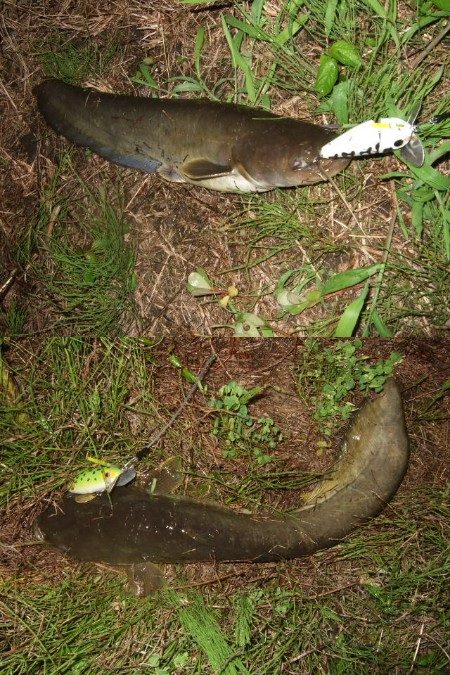 梅雨の合間に開拓