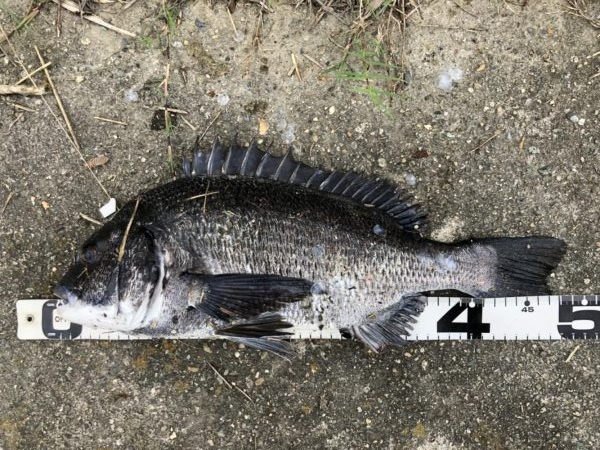 イチノ兄弟、釣果！