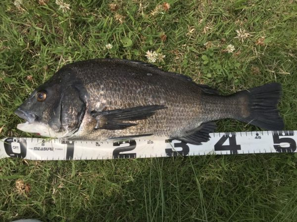 イチノ兄弟、釣果！！