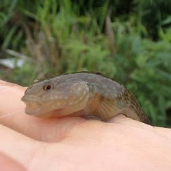 手長エビ・小魚 リレー釣り
