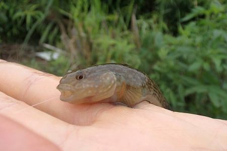 手長エビ・小魚 リレー釣り