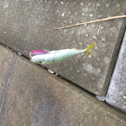 ツバスは安定の高活性