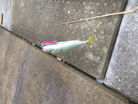 ツバスは安定の高活性