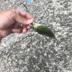 神戸ツバス、モジャコ狙いランガン