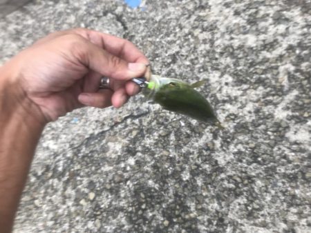 神戸ツバス、モジャコ狙いランガン