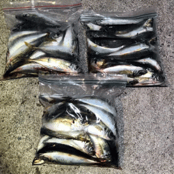 瀬戸内の島アジング(2019-8)