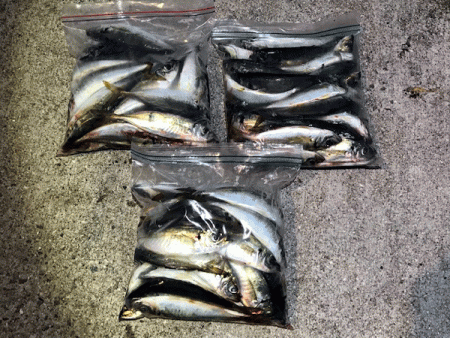 瀬戸内の島アジング(2019-8)