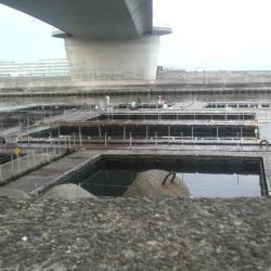 今年は不調・・・