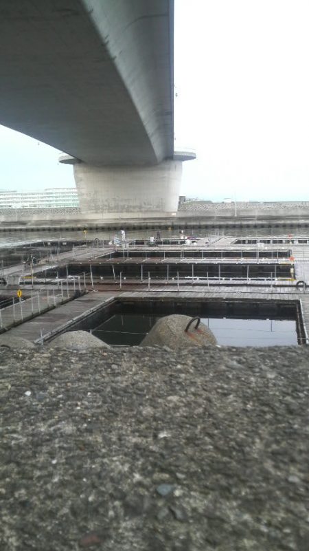 今年は不調・・・