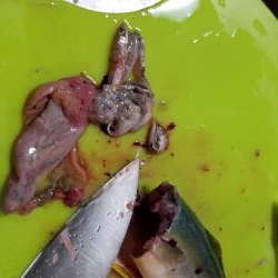 マリーナシティでジグサビキ威力発揮