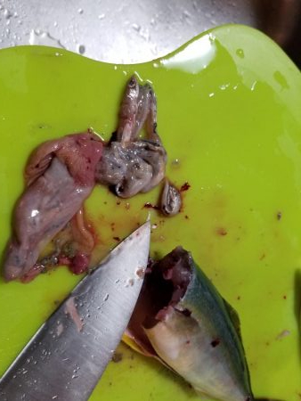 マリーナシティでジグサビキ威力発揮