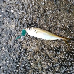 愛媛アジング遠征