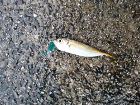 愛媛アジング遠征