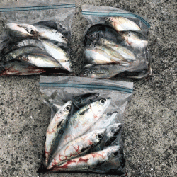 瀬戸内の島アジング（2019-9)