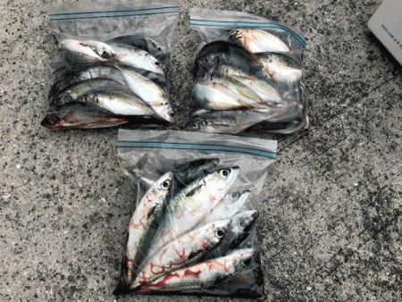 瀬戸内の島アジング（2019-9)