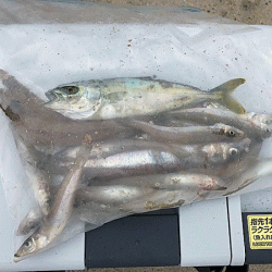 日本海キス釣り(2019-4)