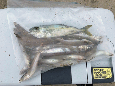 日本海キス釣り(2019-4)