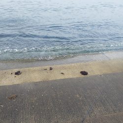 アオリイカまだ釣れます