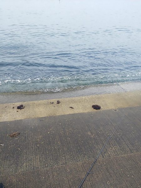 アオリイカまだ釣れます