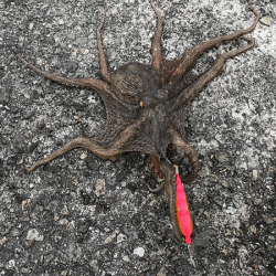 姫路タコ（2019-2）