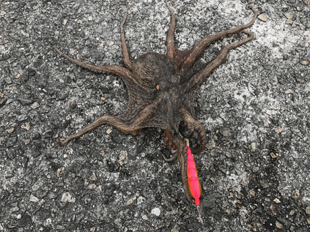 姫路タコ（2019-2）