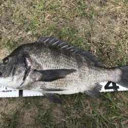 イチノ兄弟、釣果!