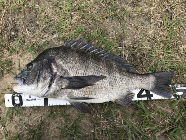 イチノ兄弟、釣果！