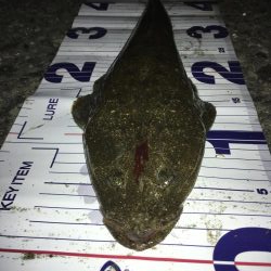 マゴチとセイゴ