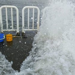 南港魚つり園護岸でモンスター