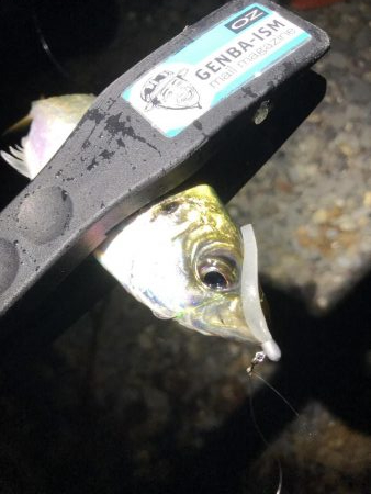 癒しのアジング