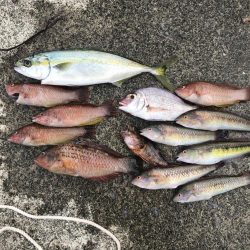 五目釣りと青物