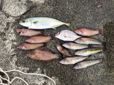 五目釣りと青物