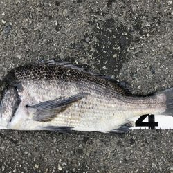 イチノ兄弟、釣果！