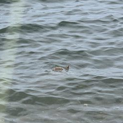 チヌはやっぱりトップでしょ〜！