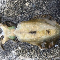 またまたエギング