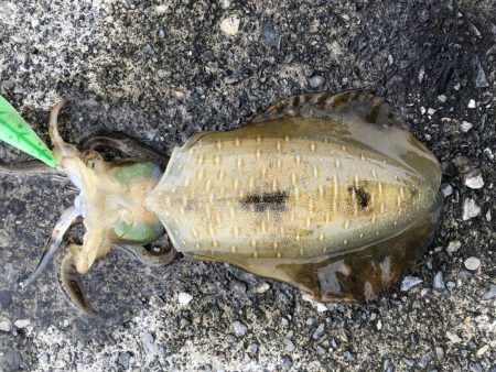 またまたエギング